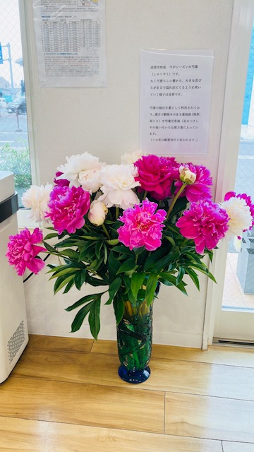 お美しい芍薬様
