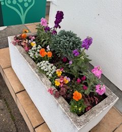 【三浜店】薬局の花壇が冬仕様になりました