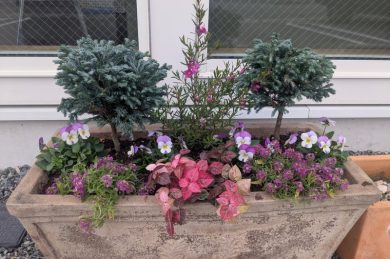 【青江店】花壇の植え替えをしました